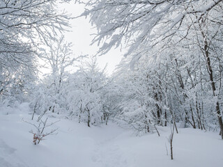 Trees in the snow. Bieszczady Mountains. Poland.
