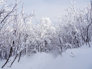 Trees in the snow. Bieszczady Mountains. Poland.
