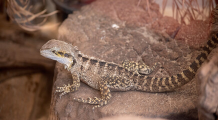 The jowls of a water dragon are large and ear is exposed and of almost equal size of the eye. 