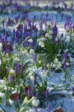flowers in the garden