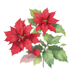  graphic poinsettia with red leaves on white background