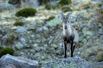 Mountain goat in Gredos Natural park in a sunny winter day. Ávila, Castilla y León, Spain.