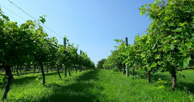 Rows of beautiful green grape plants supported by wires on wood poles in morning sun, with clear blue sky and leaves fluttering in a slight breeze.