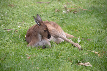 Western grey kangaroos have a finely haired muzzle. They have light to dark-brown fur. Paws, feet and tail tips vary in color from brown to black.
