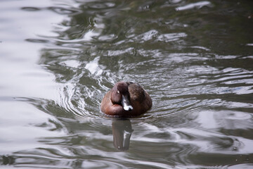 The Hardhead also White-eyed Duck has a brown body and white underside. It has a white eye and blue tip on its bill
