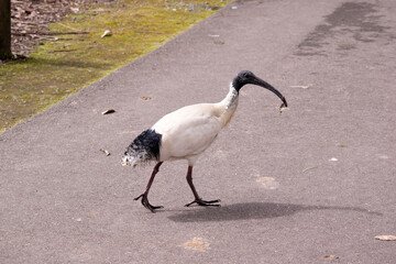The Australian White Ibis is characterised by having predominantly white plumage with a featherless black head, neck, and legs. Its bill is also black, long and down curved