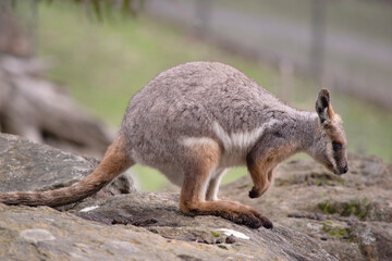 The Yellow-footed Rock-wallaby is brightly coloured with a white cheek stripe and orange ears. It is fawn-grey above with a white side-stripe, and a brown and white hip-stripe.