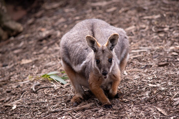 The Yellow-footed Rock-wallaby is brightly coloured with a white cheek stripe and orange ears. It is fawn-grey above with a white side-stripe, and a brown and white hip-stripe.