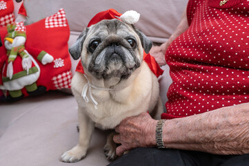 pug dog wearing christmas hat on the sofa with grandmother