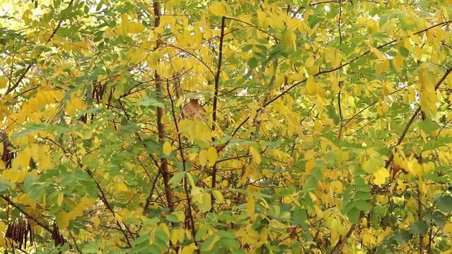 Black locust (Robinia pseudoacacia) tree with yellow and green autumn leaves in the wind. Close-up.