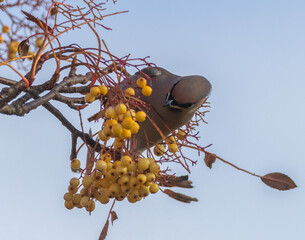Bohemian waxwing feasting on rowan tree berries