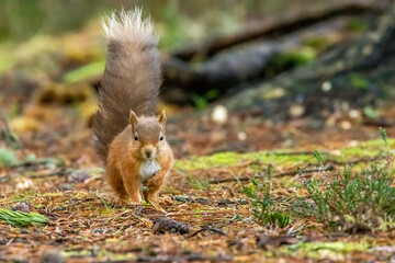 Fototapeta premium Cute little scottish red squirrel in the woodland