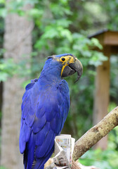 blue and yellow macaw