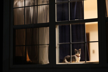夜の窓辺の子猫