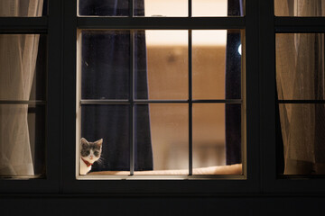 夜の窓辺の子猫