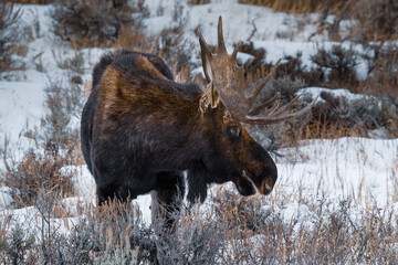 moose in winter