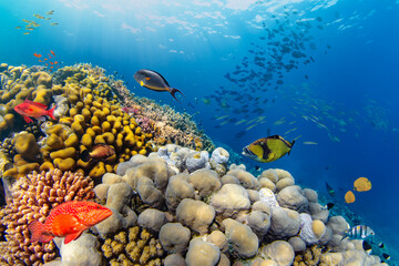 Obraz na płótnie Canvas Underwater Tropical Corals Reef with colorful sea fish. Marine life sea world. Tropical colourful underwater panormatic seascape.
