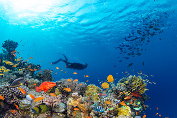 Fototapeta na wymiar Underwater Tropical Corals Reef with colorful sea fish and freediver. Marine life sea world. Tropical colourful underwater panormatic seascape.