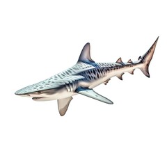 Fototapeta premium Blacktip shark