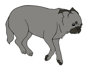 横向きの姿で床に寝る可愛い黒パグ