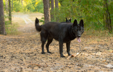 black german shepherd in the forest