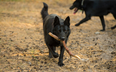 black german shepherd in the forest