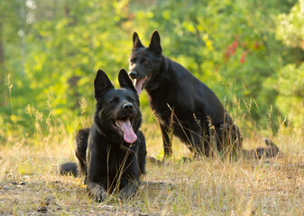 black german shepherd in the forest