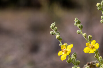 Detail of yellow verbascum flowers with orange stamens in the field on a fall day