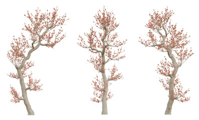 Fototapeta na wymiar 3d spring tree bombax ceiba on transparent background