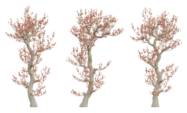 3d spring tree bombax ceiba on transparent background