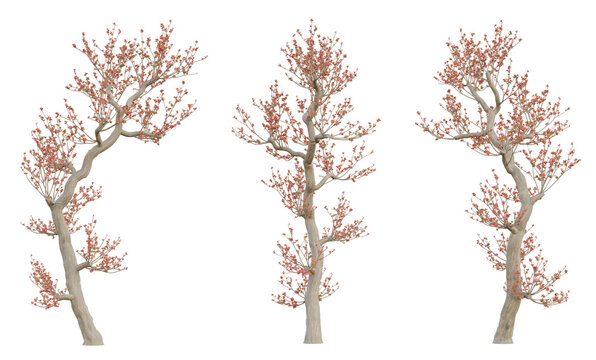 3d spring tree bombax ceiba on transparent background