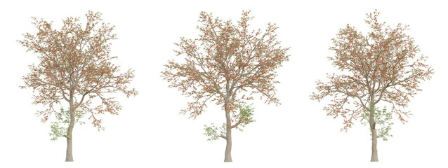 3d spring tree bombax ceiba on transparent background