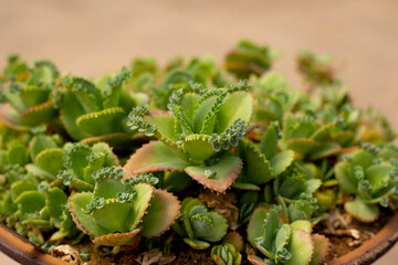 Mother of thousands plant or kalanchoe daigremontiana