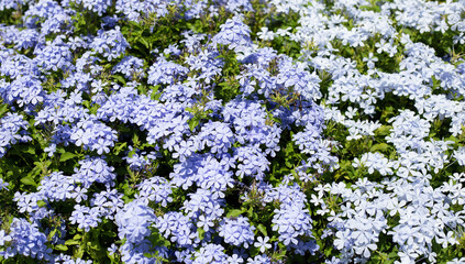 Cape leadwort purple flower in the garden