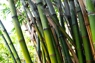 Fototapeta premium Fresh green bamboo tree in the garden
