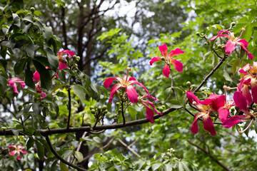 Blossom pink flower of silk floss tree chorisia