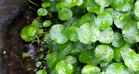 Centella asiatica (gotu kola). Raindrops on leaves