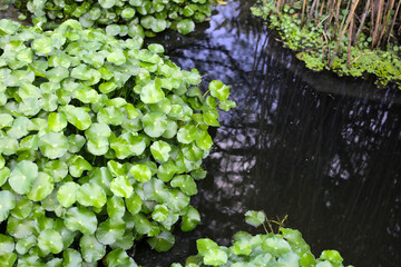 Gotu kola, Asiatic pennywort, Indian pennywort. Water plant in the pond