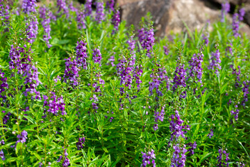Beautiful angelonia goyazensis benth in the park