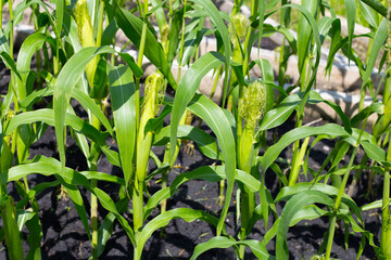 Baby corn fruit on tree. Corn field