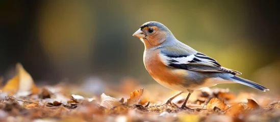 Papier Peint photo autocollant les îles Canaries Male Gran Canaria chaffinch specifically the Fringilla canariensis bakeri variant feeds on the ground in Firgas a town located in Gran Canaria which is one of the Canary Islands in Spain