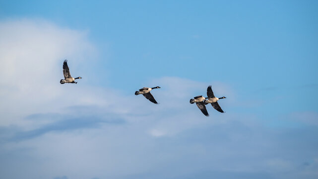 Canada Goose, Branta canadensis birds in flight over Marshes © Maciej Olszewski