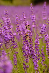 Close up of lavender and bee is flying around. High quality vertical foto