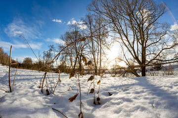 Dried plants in the middle of snowy nature close-up with fisheye effect
