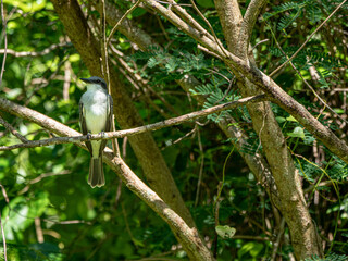 Cambalache bird