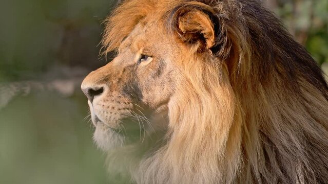 Portrait of a Beautiful lion looking away. 4K Slow motion video.