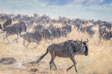 Wildebeest on Great Migration in Kenya