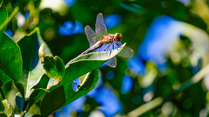 葉に止まるトンボ  © S造園