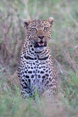 Leopard Looking At Camera in Kenya