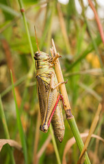 Grasshopper